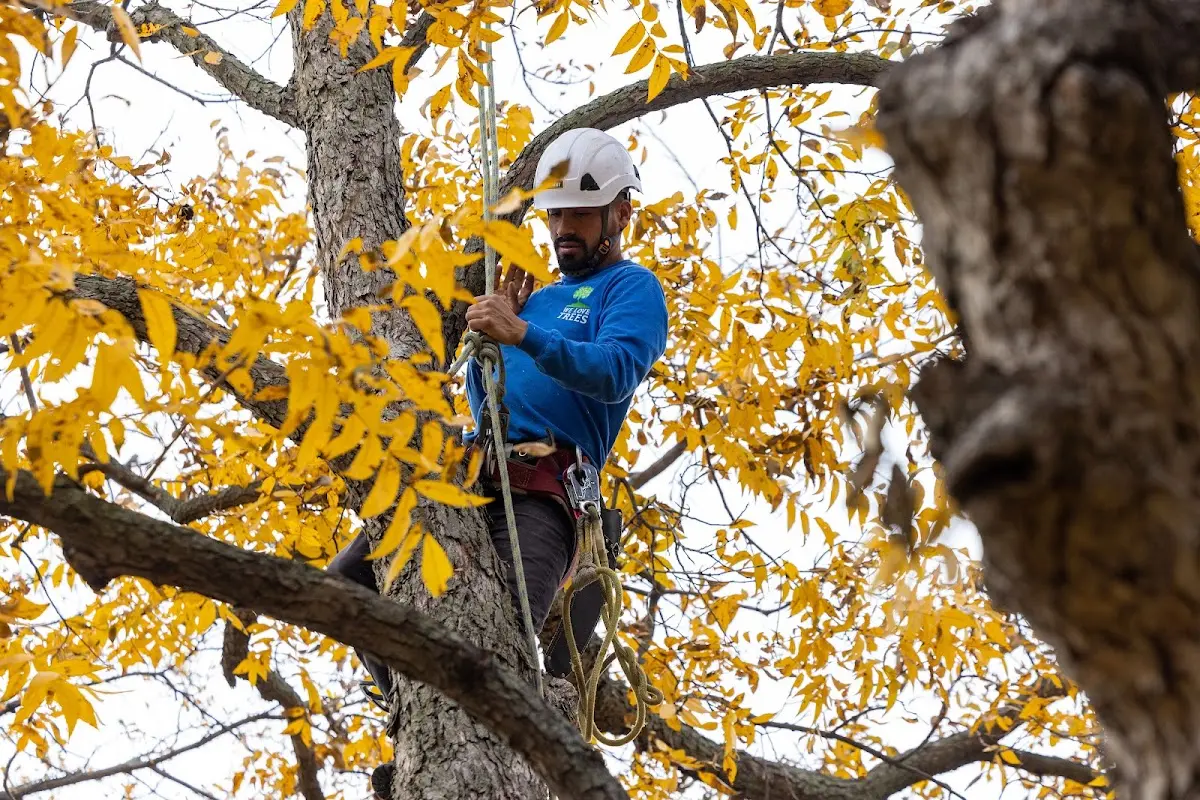 Skilled Tree Transplanting crew working in Prineville